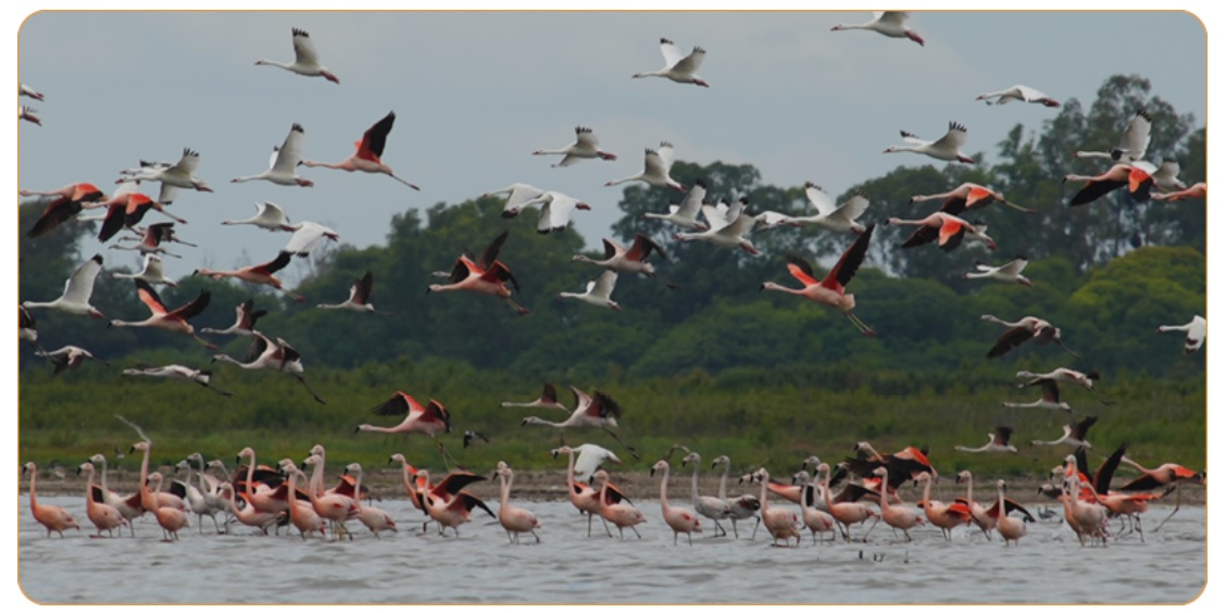BIODIVERSIDAD